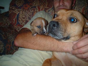 half staffordshire bull dog gypsy terrier terriers guide weeks son above